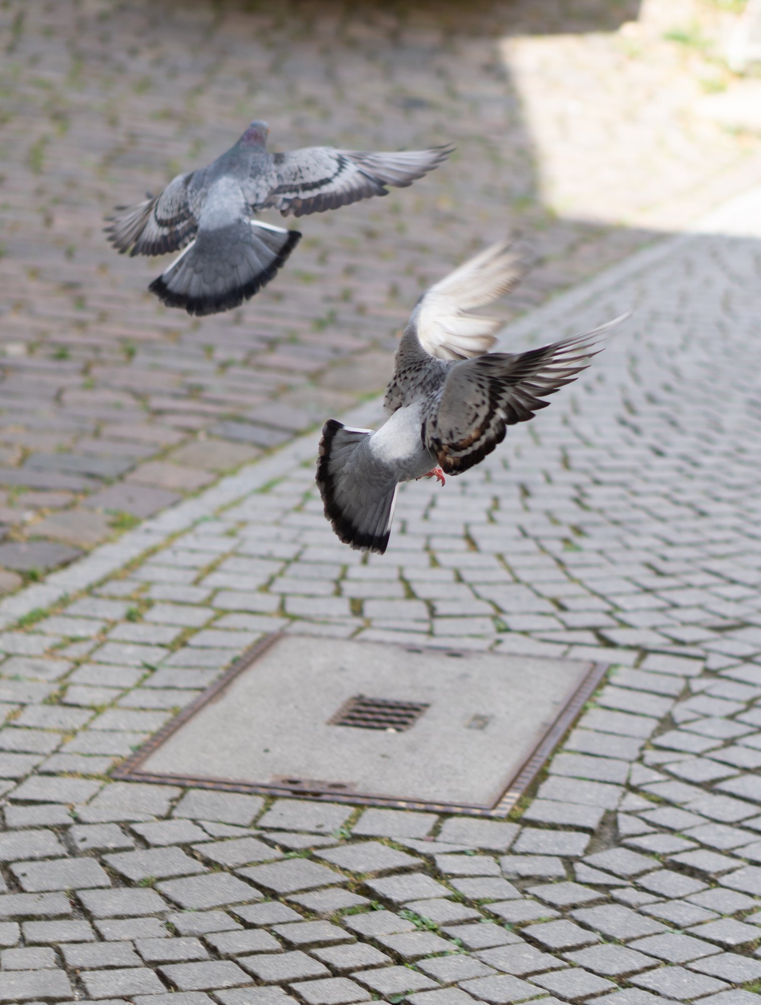 Hühner